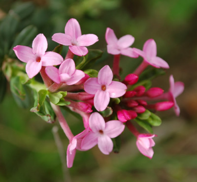 Daphne_cneorum2_12__89924.jpg