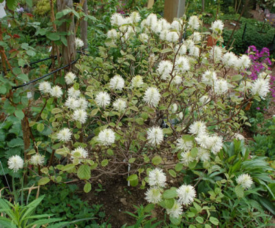 Fothergilla_major_12__89952.jpg