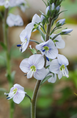 Veronica_gentianoides_12__89960.jpg