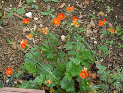 Geum_coccineum_Borisii_12__89948.jpg