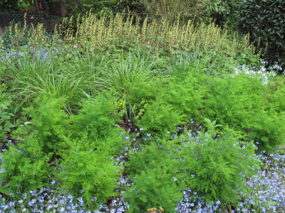 Asparagus_tenuifolius_gesamt.jpg