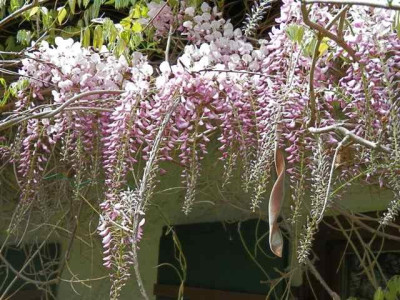 Wisteria_Honbeni.jpg
