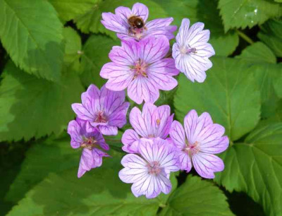 Geranium_tuberosum1.JPG