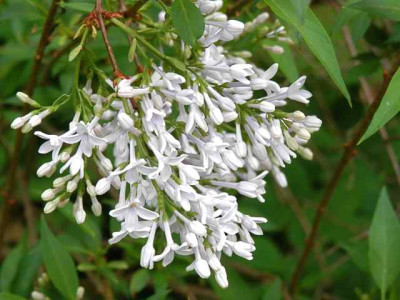 Syringa_persica_Alba.jpg