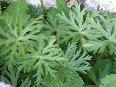 Geranium-Bla776tter.jpg
