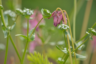 Dicentra_und_Feldsalat.jpg