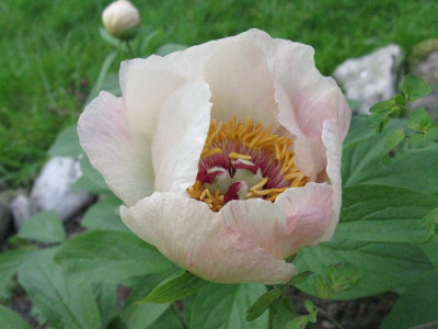 Paeonia_Frau_Frank_2_Gartenpur.jpg