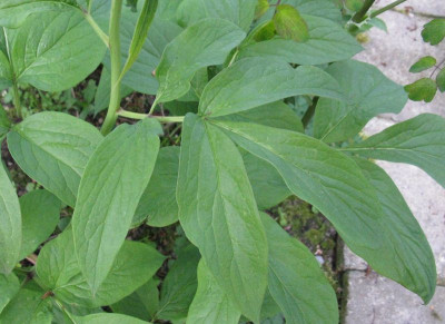 Paeonia_Frau_Frank_Laub_Gartenpur.jpg