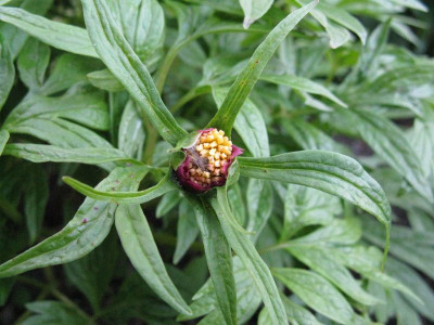 Paeonia_woodwardii_Gartenpur.jpg