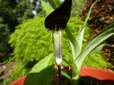 Arisaema_unknown.jpg