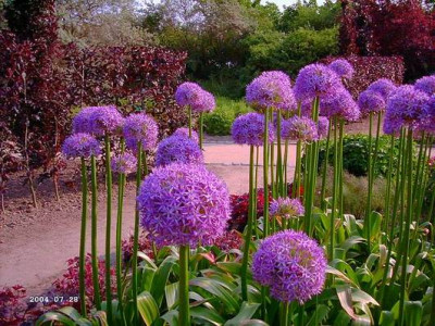 Allium_1.JPG