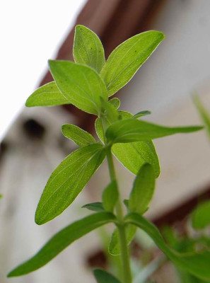 hypericum_perforatum_7228b.jpg