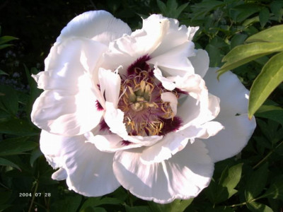 Wei_Paeonia.JPG