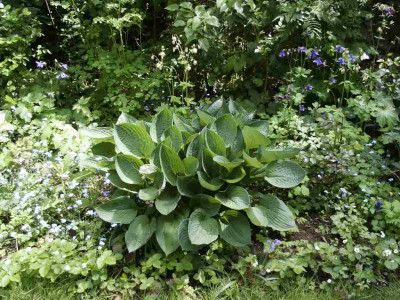 hosta_klein.jpg