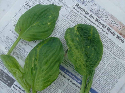 hosta_blatter.jpg