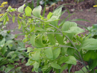DSC00000013.jpg