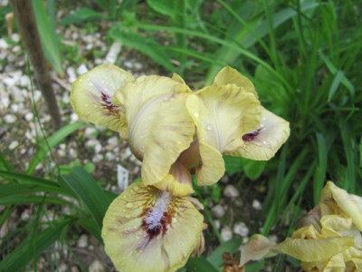 iris_018.JPG