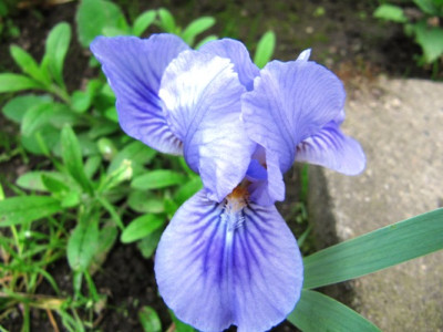 iris_001.JPG