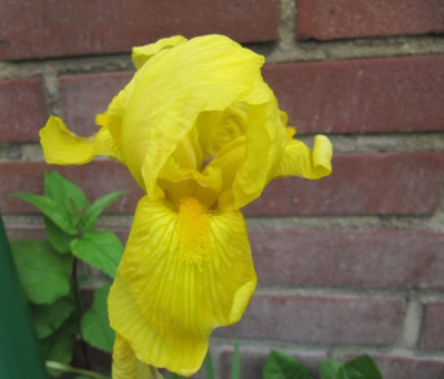 iris_013.JPG