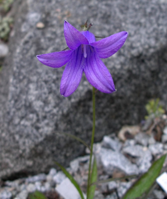 comp_Campanula_turczaninovii_08.05.12.jpg