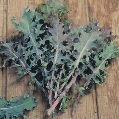 red_russian_kale.jpg
