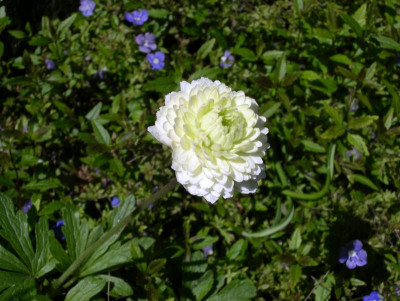 comp_Anemone_sylvestris_Elise_Fellmann_08.05.12.jpg