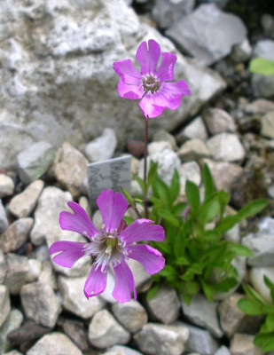 comp_Polyschemone_nivalis_8.05.12.jpg