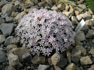 comp_Asperula_sintenisii_08.05.12.jpg