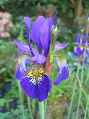 Iris_sibirica_Hortu.jpg
