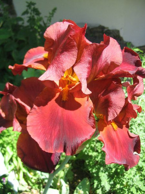 Iris_barbata_unbekannt_1_Hortu.jpg