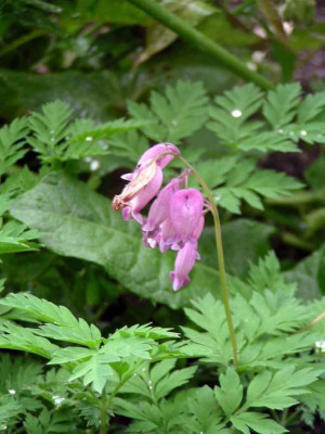 Dicentra_formosa_eximia_hmm.jpg