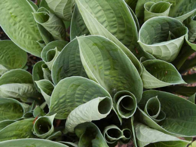 hosta3.jpg