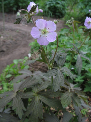 IMG_5498_Geranium_maculatum_Samling_v_Espresso.jpg