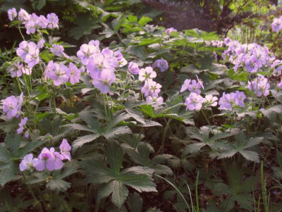 IMG_5501_Geranium_maculatum_Chatto_Grabner.jpg