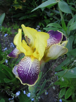 Iris_barbata_unbekannt_4_Hortu.jpg