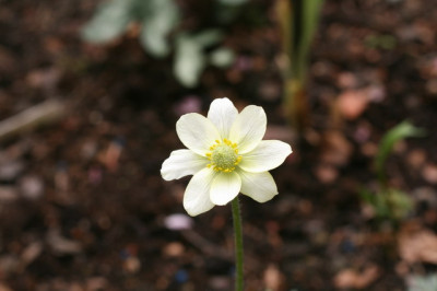 Anemone_baldensis.JPG