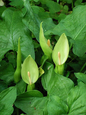 arum-alpinum-140.jpg