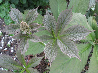 Rodgersia_Die_Anmutige_Gartenpur.jpg