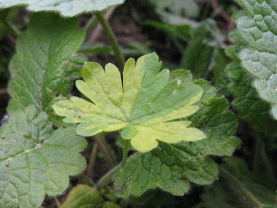 Geranium_phaeum_Samling_1_Gartenpur.jpg