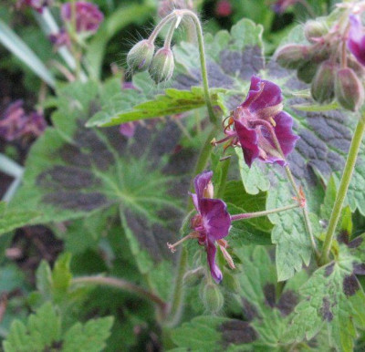 Geranium_phaeum_Samling_2_Gartenpur.jpg