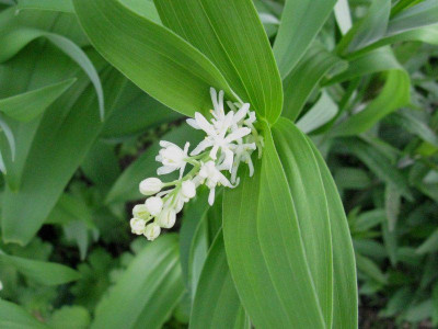 Smilacina_stellata_Gartenpur.jpg