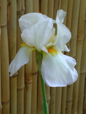 1iris-benton.jpg