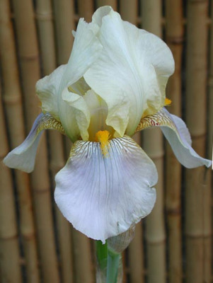 1iris-marybarnett.jpg