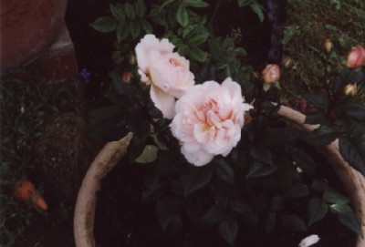 Beates_Irene_Watts.jpg