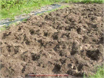 garten2_08.JPG