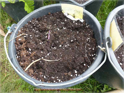 garten2_04.JPG