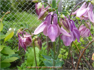 garten2_05.JPG