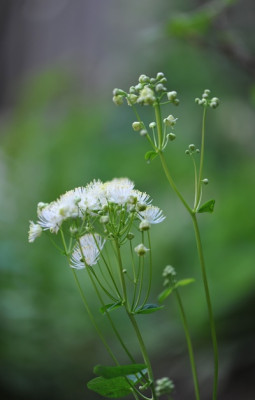 Thalictrum_aquilegifolium_Album.jpg