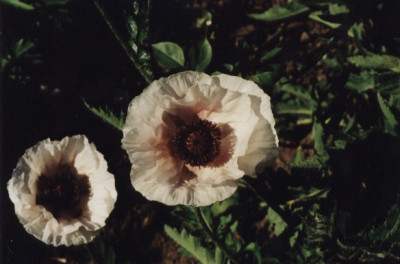 Perrys_White.jpg