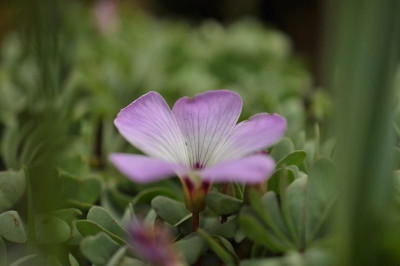 Oxalis_adenophylla-mg.jpg